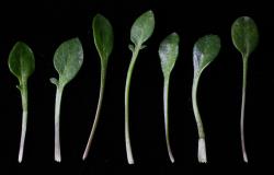 Cardamine dimidia. Rosette leaves variation.
 Image: P.B. Heenan © Landcare Research 2019 CC BY 3.0 NZ